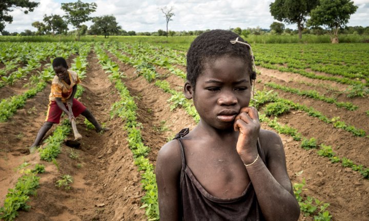 Crianças nas plantações de tobaco