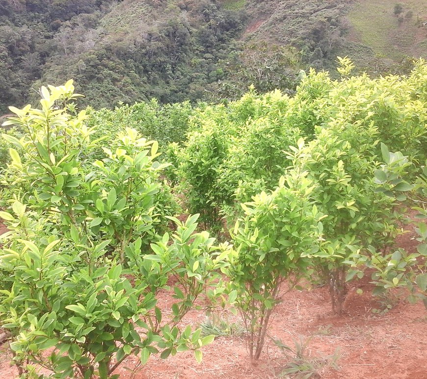 plantação de coca no Peru